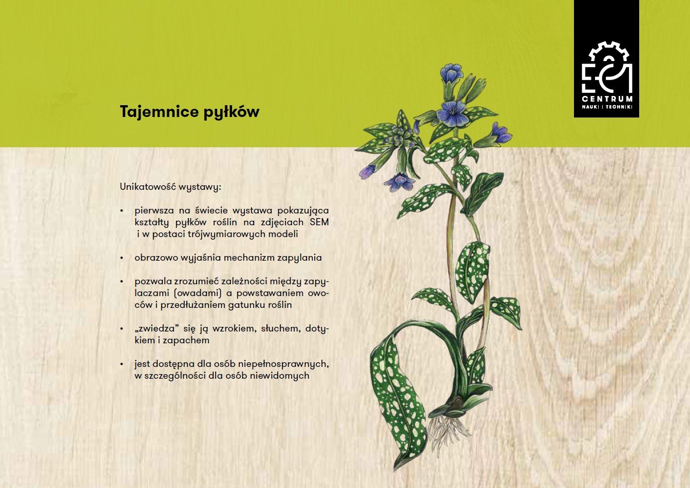 Tajemnice pyłków - wystawa czasowa w EC1 , fot. mat. EC1