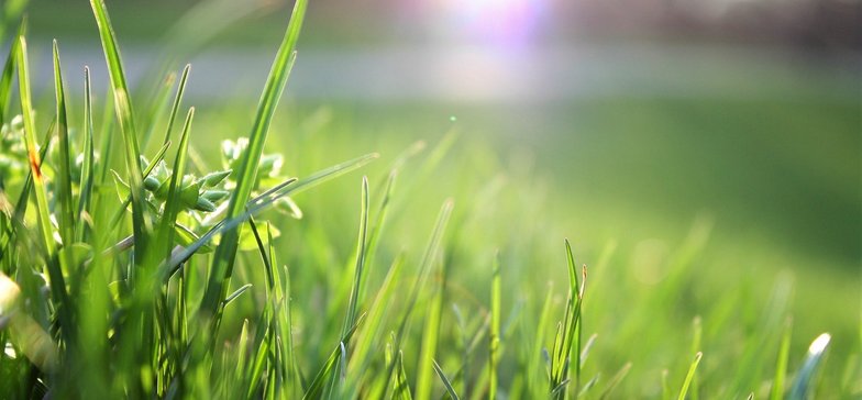 Standardy pielęgnacji trawników i łąk