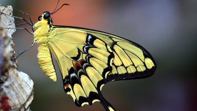  - Wystawa żywych motyli tropikalnych w Palmiarnii Ogrodu Botanicznego