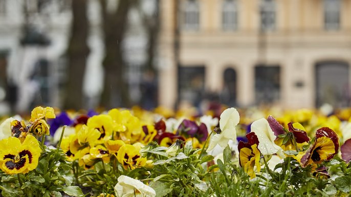 Kwiaty w pasażu Rubinsteina - fot. Sebastian Glapiński UMŁ