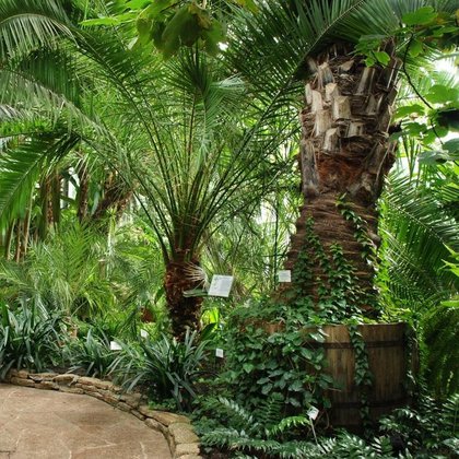Palmiarnia Ogrodu Botanicznego w Łodzi 