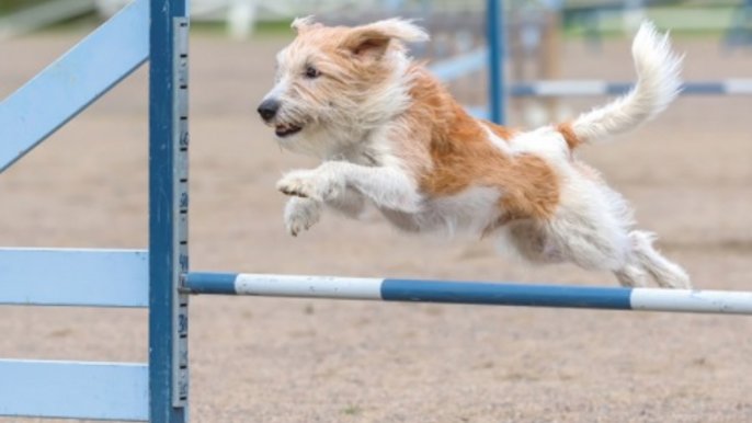 Grafika promująca wydarzenie: Spotkanie z psim behawiorystą w Porcie Łódź - mat. pras. Port Łódź
