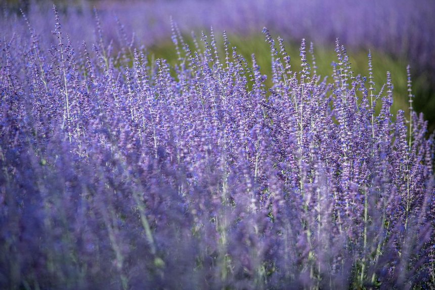 fot. Paweł Łacheta