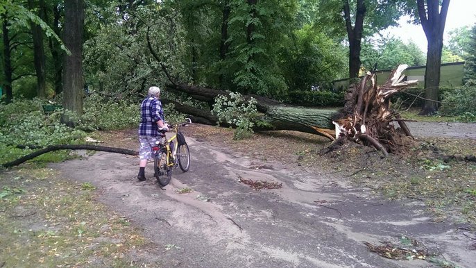 Powalone drzewo w Parku Julianowskim - fot. Hanna Zubrzycka / UMŁ