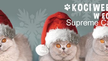  -  XXXIX i XL Międzynarodowa Wystawa Kotów Rasowych w EC1