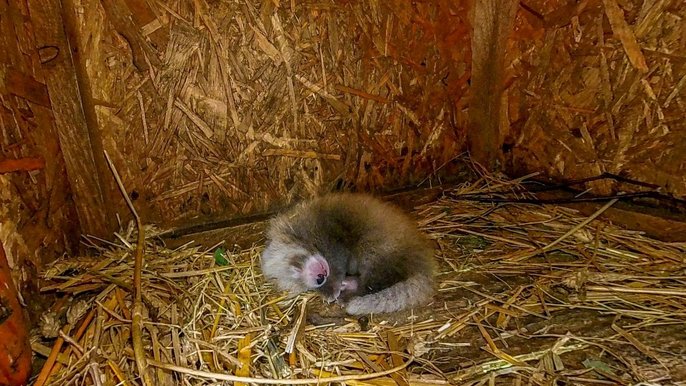 Ofelia i Otello doczekali się potomstwa! - fot. Zoo w Łodzi