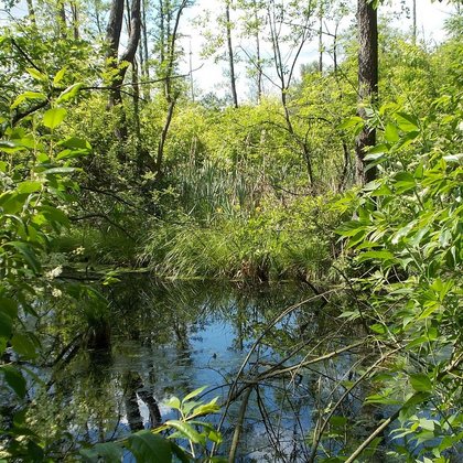Olsy nad Nerem, fot. ŁÓDŹ.PL