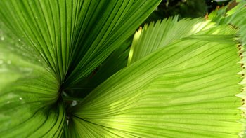 Palma wachlarzowata - Licuala grandis   