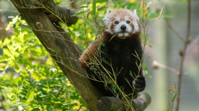 Świętuj Dzień Pandy Rudej w łódzkim ZOO - fot. ŁÓDŹ.PL