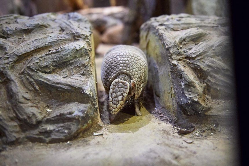 Fot. Radosław Jóźwiak / UMŁ