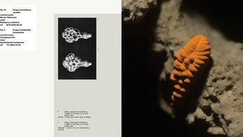  -  Wernisaż wystawy: Anita Osuch / Strzępki w Galerii W Y