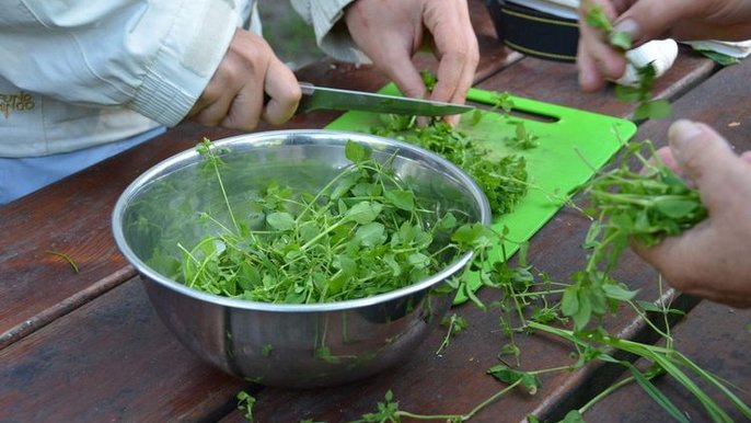 Zdjęcie promujące wydarzenie "Ziołowe czwartki w Botaniku". - fot. mat. Ogród Botaniczny
