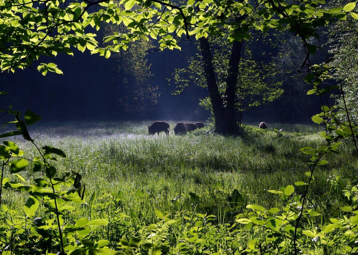 Łagiewnicki Forest 
