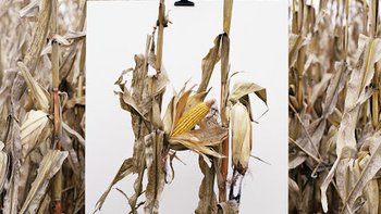 "Mathieu Asselin, Monsanto®: A Photographic Investigation" - Art_Inkubator - wystawa w ramach Fotofestiwal 2018 -  mat. pras. Fotofestiwal