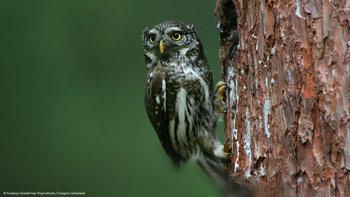 Zdjęcie promujące wydarzenie: "WWF tym razem dla Karpat" w Manufakturze -  fot. Manufaktura