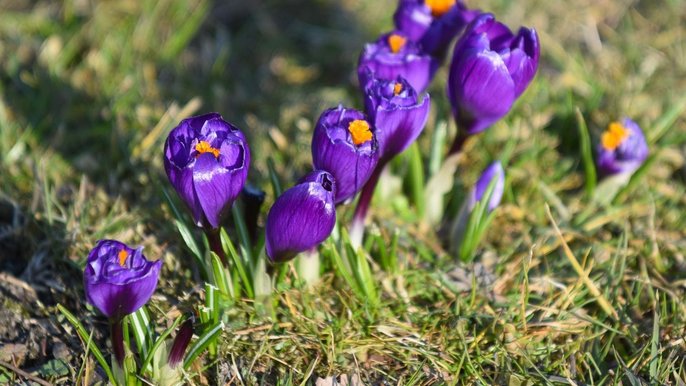 Ogród Botaniczny w Łodzi - fot. ŁÓDŹ.PL