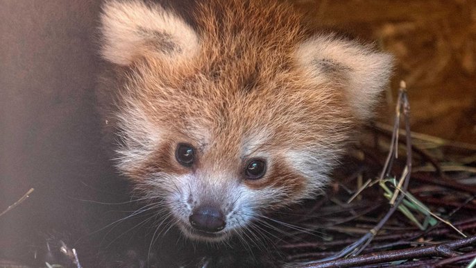 Panda mała, córka Ophelii i Otella, która pojawiła się na świecie 13 czerwca. 