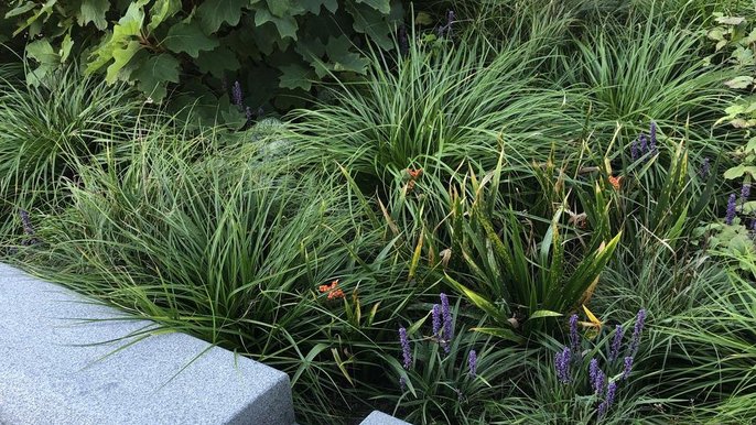 Ogrody deszczowe pomagają zatrzymać wodę w mieście - foto: materiały PAN