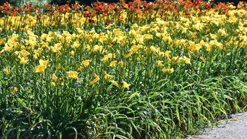  -  „Tydzień liliowców” w Ogrodzie Botanicznym