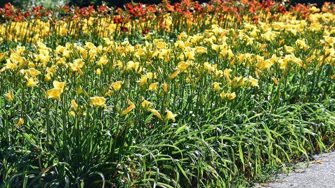  - „Tydzień liliowców” w Ogrodzie Botanicznym