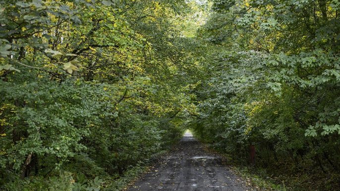 Łodzianie zdecydowali, że chcą by Brus pozostał nadal lasem właściwie nietkniętym ingerencją - fot. z arch. UMŁ