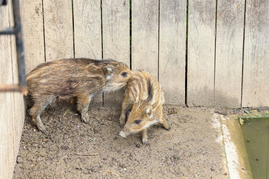 fot. Konrad Ciężki