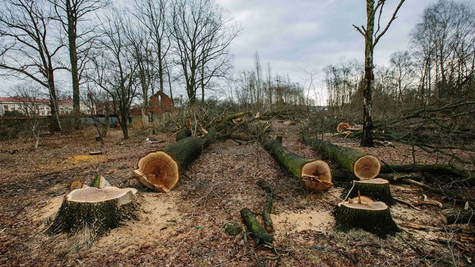 Wycinka drzew w mieście będzie konsultowana i ograniczana do minimum - fot. Radosław Jóźwiak / UMŁ