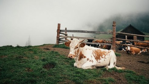 fot. Envato Elements