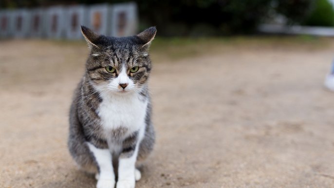 Koty z Kozin - fot. Envato Elements