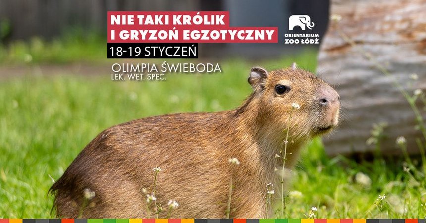 Nie taki królik i gryzoń egzotyczny