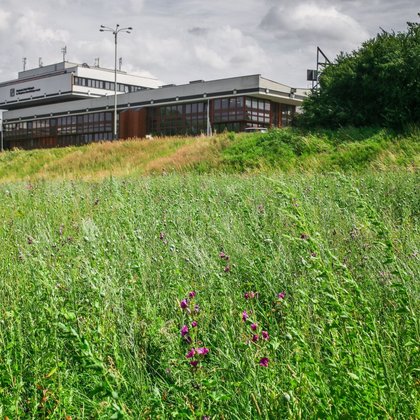 Łąka kwietna przed ASP w Łodzi, fot. ŁÓDŹ.PL