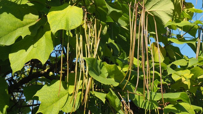  - Warsztaty dendrologiczne „Orzech, skrzydlak, pestkowiec i spółka” w Ogrodzie Botanicznym