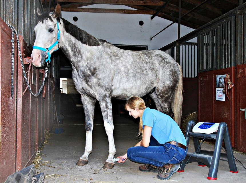 archiwum Fizjo-Pet-Med Kliniki Rehabilitacji Zwierząt w Łodzi