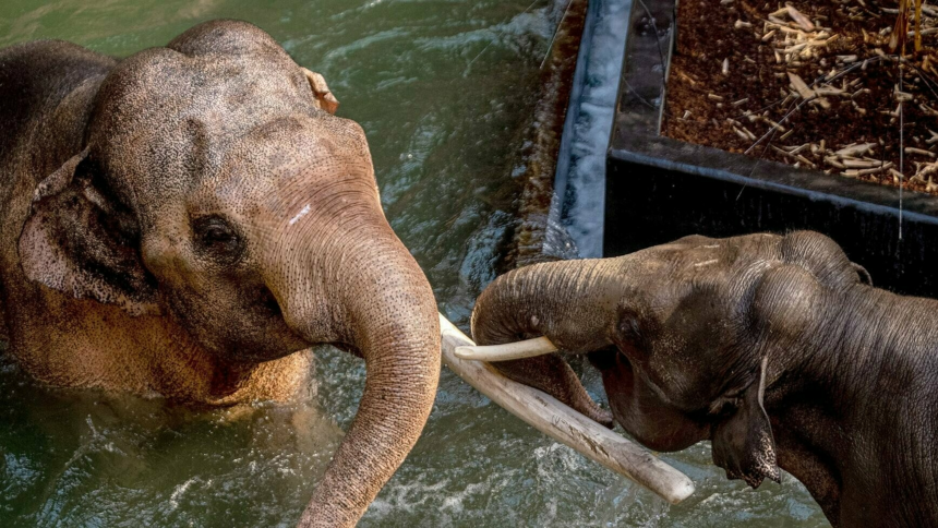 Słonie bawiące się w wodzie w ZOO Łódź