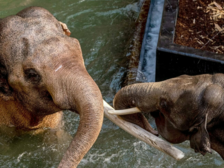 Słonie bawiące się w wodzie w ZOO Łódź