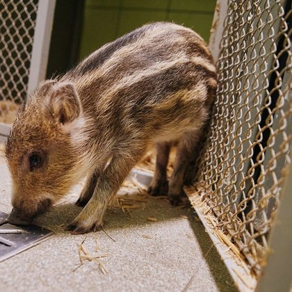 Mały dzik w Ośrodku Rehabilitacji Dzikich Zwierząt w Łodzi, fot. Radosław Jóźwiak