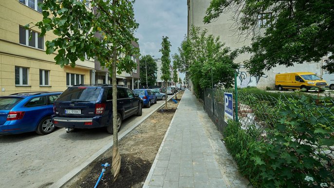 Ponad półtora tysiąca drzew pojawi się w tym roku na łódzkich ulicach. - Fot. Radosław Jóźwiak/UMŁ