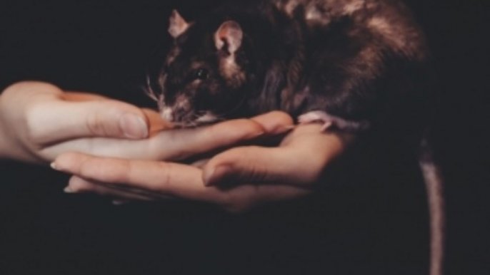 Zdjęcie promujące wykład Gabrieli Jastrzębowskiej "Poszerzanie wspólnoty. Zwierzęta, Konflikt i polityczność" - w ms2 - mat. pras. Muzeum Sztuki w Łodzi