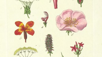 Grafika promująca wydarzenie: Guerilla gardening - warsztaty ogrodnictwa partyzanckiego w Kreatoorze -  mat. pras. Obszar Wspólny