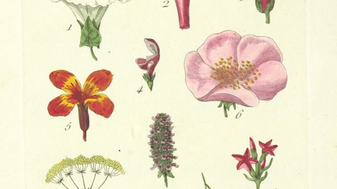 Grafika promująca wydarzenie: Guerilla gardening - warsztaty ogrodnictwa partyzanckiego w Kreatoorze - mat. pras. Obszar Wspólny