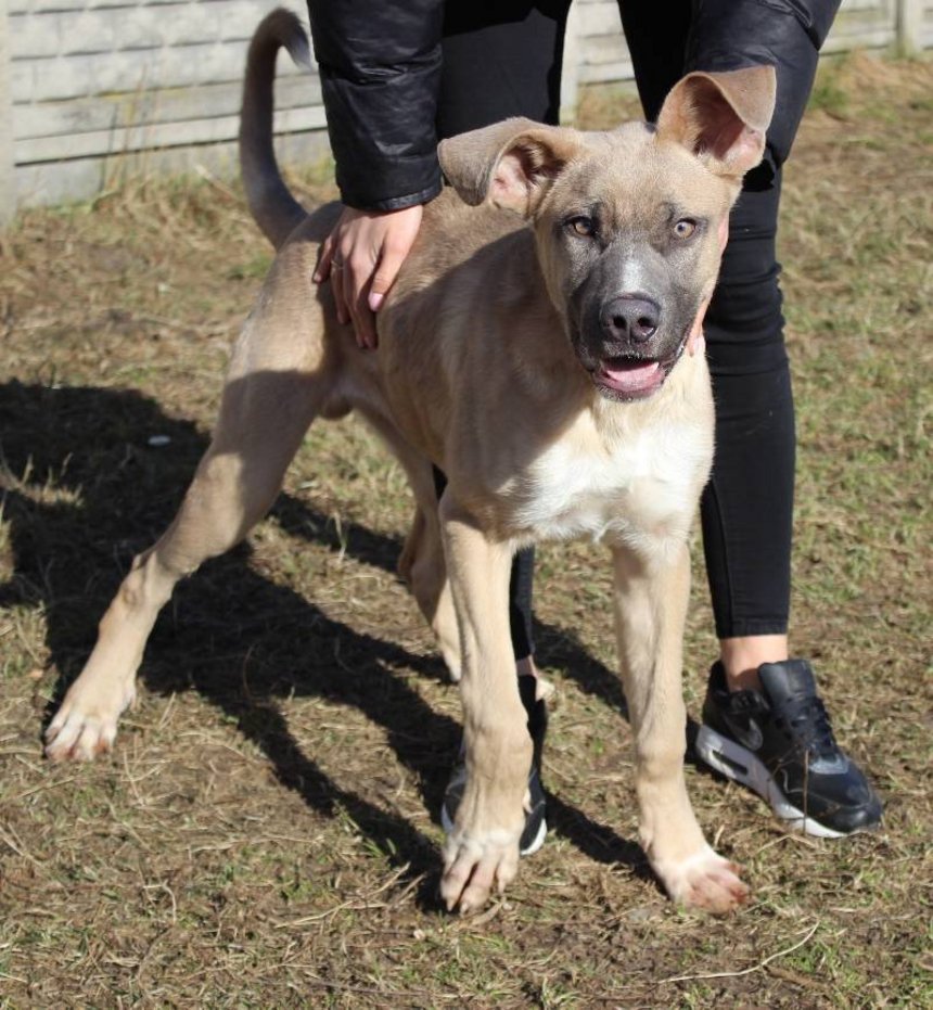 fot. schronisko w Łodzi