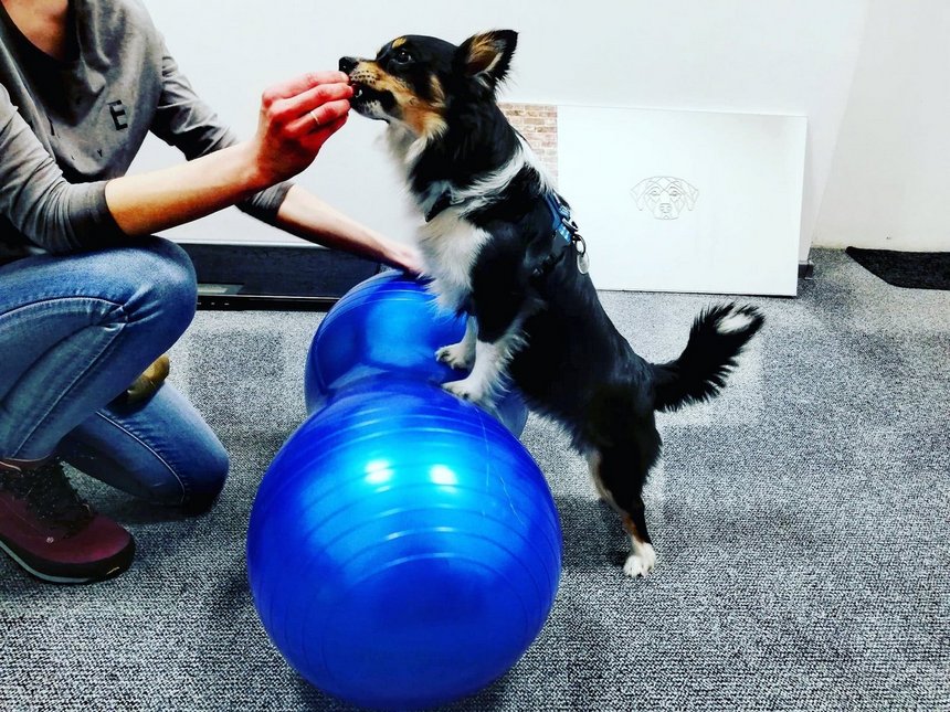 archiwum Fizjo-Pet-Med Kliniki Rehabilitacji Zwierząt w Łodzi