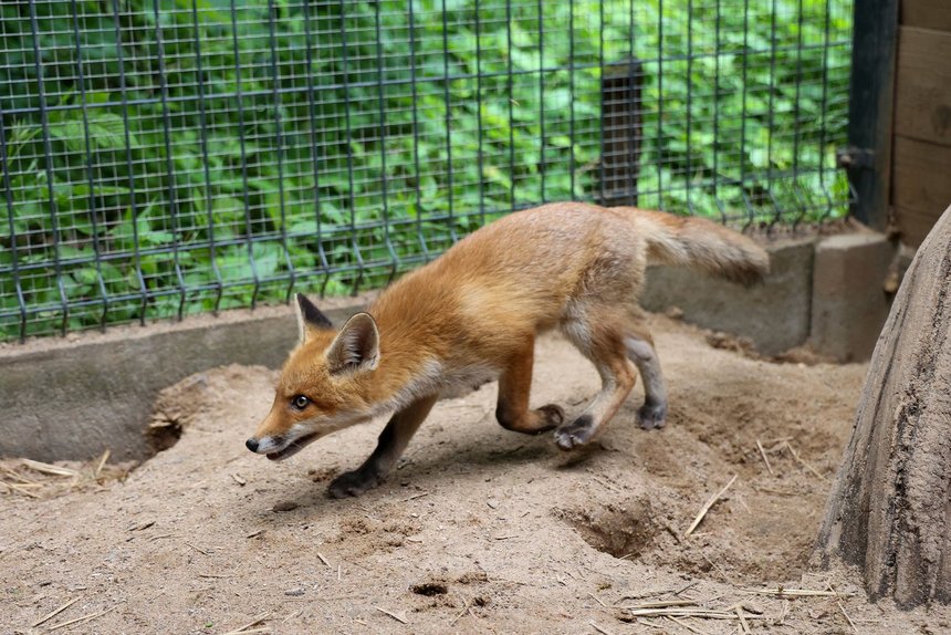 fot. Konrad Ciężki