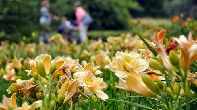 Ботанічний сад запрошує на Тиждень Лілії - фото Ботанічний сад в Лодзі