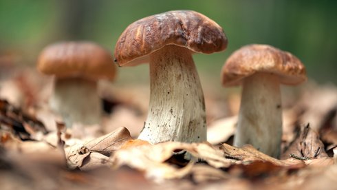 fot. Envato Elements