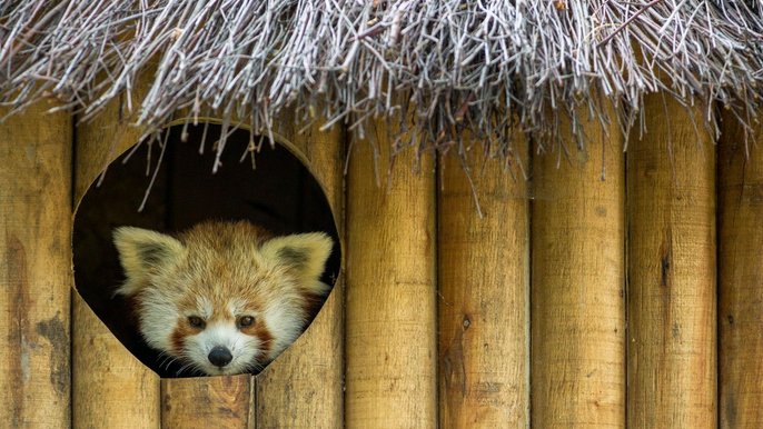 Dzień Pandy Małej w ZOO - fot. z arch. UMŁ