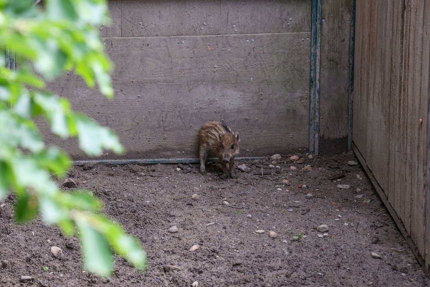 fot. Konrad Ciężki