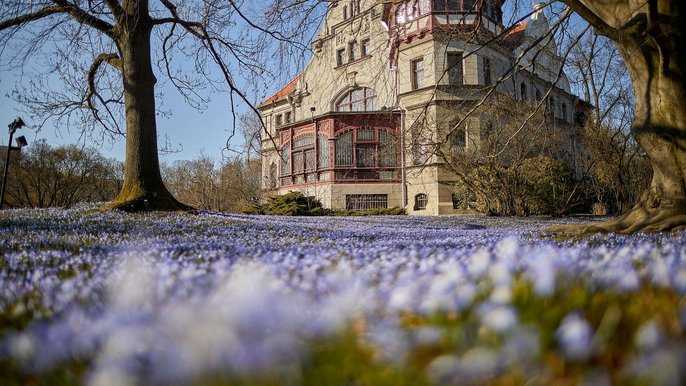 Park Klepacza - cebulice syberyjskie i śnieżniki lśniące - fot. ŁÓDŹ.PL