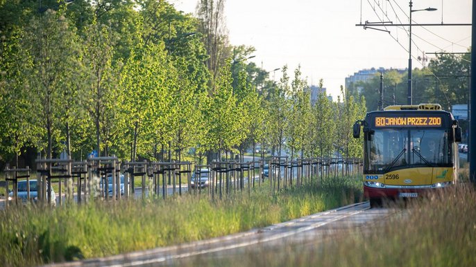 Drzewa na trasie WZ - fot. ŁÓDŹ.PL