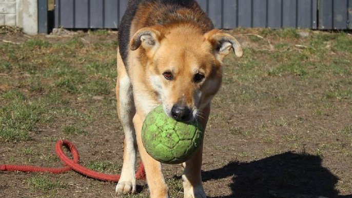 Schronisko w Łodzi. Pies Dizel - Łódź.pl